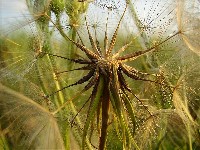 Pusteblume
